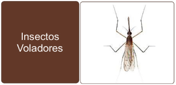 control de insectos voladores