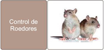 control de plagas de ratones
