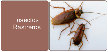 control de insectos rastreros